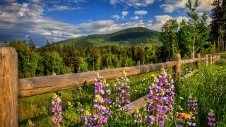 Wooden fence wildflowers mountains sky - free summer wallpaper for desktop