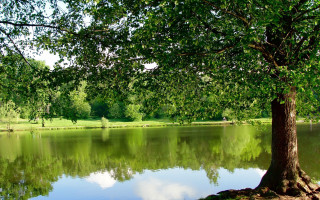 Tree water reflection bench impressionist - free summer wallpaper for desktop