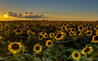 Sunflower field sunset clouds autumn - the sun free wallpaper for desktop