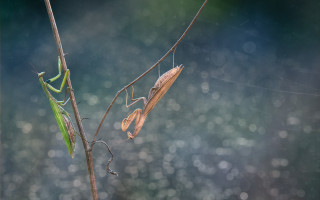 Praying mantis forest rain bokeh - rain free wallpaper for desktop