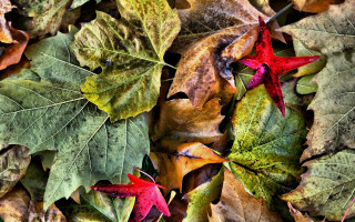 Leaves autumn art photography frost - a group of leaves free wallpaper