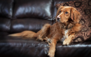 Dog couch blurry background photorealistic - back free wallpaper