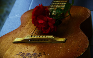 Guitar rose flower stilllife 8k - 8k artistic photography free wallpaper