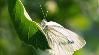 White butterfly green leaf macro - a white butterfly free wallpaper