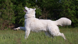 White dog field open mouth - a white dog free wallpaper