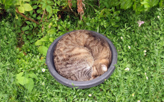 Cat bowl grass sleeping nature - anne geddes free wallpaper