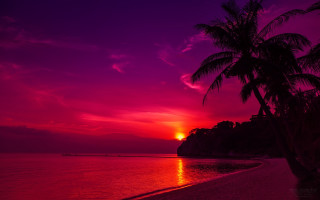 Sunset beach palm boat purple - palm tree and a boat free wallpaper