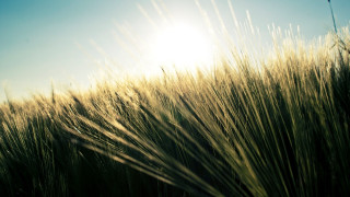 Field sunshine clouds grass nature - claire dalby free wallpaper for desktop