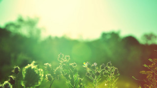 Grass trees sun nature tiltshift - a bright sun free wallpaper
