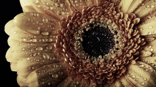 Yellow flower water droplets macro 14 - close free wallpaper