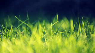 Grassy field blurry background tilt - grassy free wallpaper for desktop