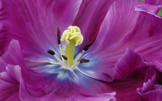 Purple blue flower yellow center - a yellow center free wallpaper