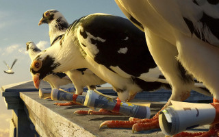 Birds eating food cement wall - a group of birds free wallpaper