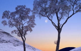 Snowy trees moon hill autumn - a couple of trees free wallpaper