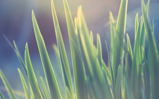 Bamboo plant green leaves forest - green leaf and a blurry background free wallpaper