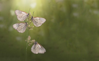 Three butterflies plant field sunlight - photograph free wallpaper for desktop