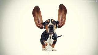 Dog large ear collar upward - new free wallpaper for desktop