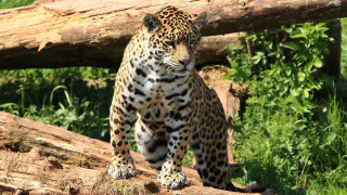 Leopard forest log camouflage jaguar - in a forest area free wallpaper
