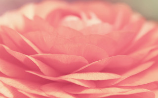 Pink flower blurry background soft - bracha l. ettinger free wallpaper