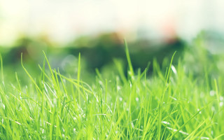 Green grass field blurry background 2 - a green grass field free wallpaper