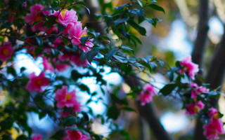 Pink flower bokeh garden forest - a few cloud free wallpaper for desktop
