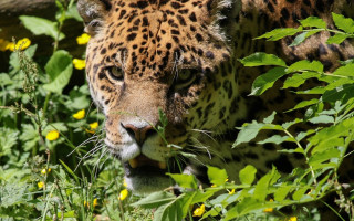 Leopard walking grass flowers wildlife - wild free wallpaper for desktop
