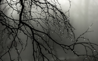 Water drops rain bamboo forest - chris friel free wallpaper for desktop