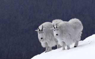 Mountain goats snowy hill aurora - a snowy hill free wallpaper