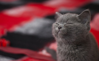 Gray cat sleeping red blanket - its head free wallpaper