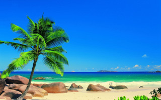 Palm tree beach sky sand - a white sand beach free wallpaper for desktop