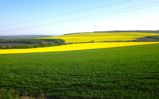 Green grass yellow field blue - green grass free wallpaper
