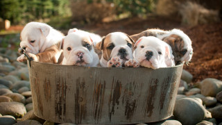 Puppies tub rocks gravel dog - david budd free wallpaper