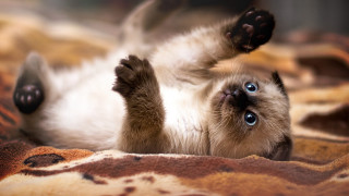 Cat arabesque blurry depthoffield shiba 2 - the bed free wallpaper