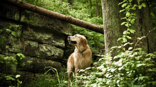 Dog sitting woods stonewall green - green foliage free wallpaper