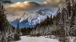Snow covered mountain road trees - road free wallpaper for desktop