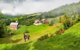 Horse field house trees fog - a field next free wallpaper
