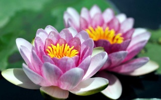 Pink water lilies yellow centers - simple free wallpaper