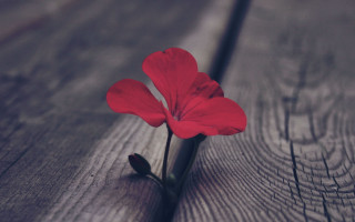 Red flower wooden surface blurry - a wooden surface free wallpaper for desktop