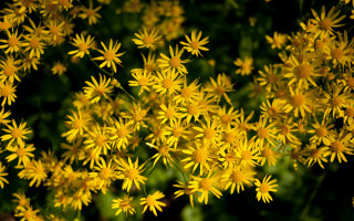 Yellow flowers daisy dandelion macro - yellow flower free wallpaper