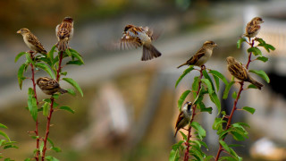 Birds green plant bridge tiltshift - assemblage free wallpaper