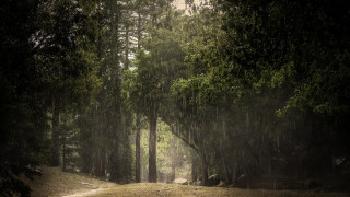 Dirt road forest light rain - a dirt road free wallpaper