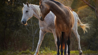 Horses forest nature animal photography 2 - two horse free wallpaper