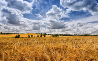 Wheat field cloudy sky cityscape - a field of wheat under a cloudy sky free wallpaper
