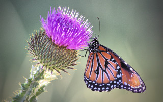 Butterfly flower macro ecological art - spread wide free wallpaper