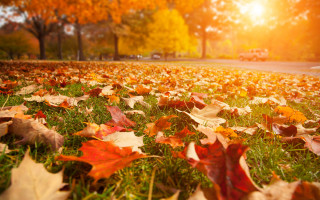 Field leaves truck autumn burns - free autumn wallpaper