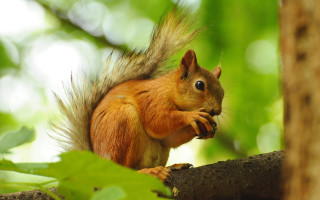 Squirrel eating nut forest blurry 2 - its front paw free wallpaper for desktop