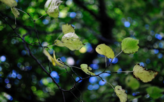 Branch leaf bokeh macro nature - cerith wyn evans free wallpaper
