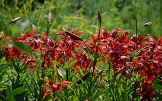 Red flowers bird field green - free hearts wallpaper