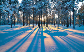 Snowy forest shadow bench winter - forest free wallpaper