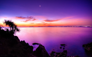 Purple sunset water tree moon - cui bai free wallpaper for desktop